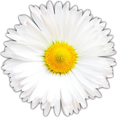 Berkas:White Daisy.png