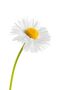In memoriam Daisy White.jpg