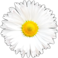Berkas:White Daisy.webp