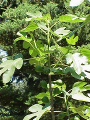 Berkas:Ficus carica6.jpg